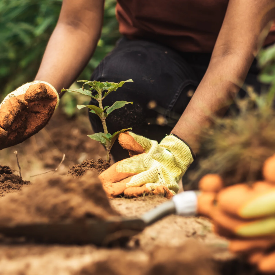 Planta Espada-de-São-Jorge
