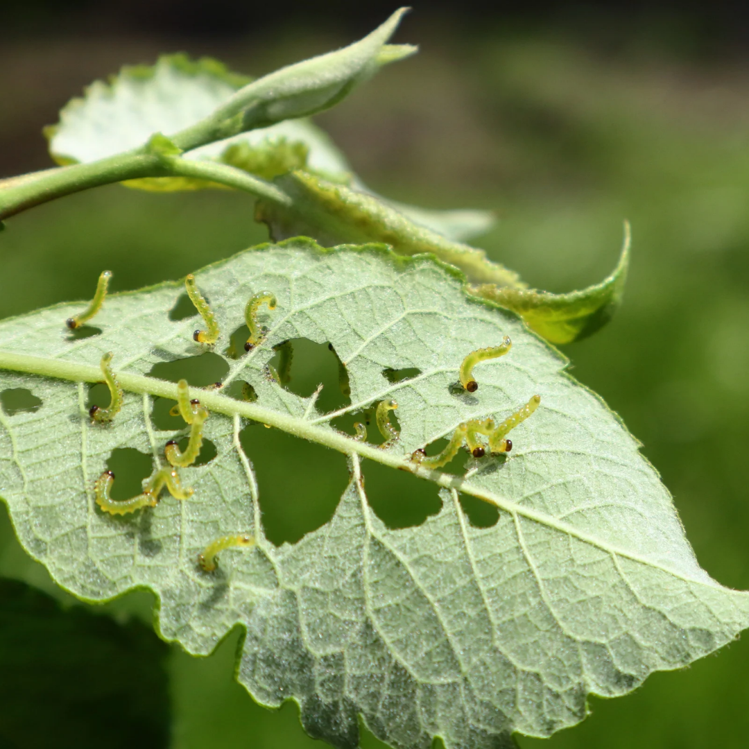 Inspeção de pragas em folha